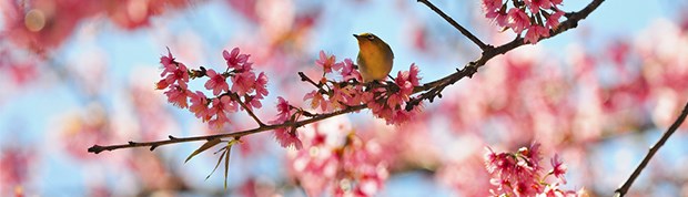 garden banner