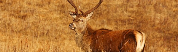 deer1