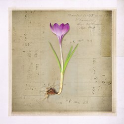 frame and bulbs-crocus