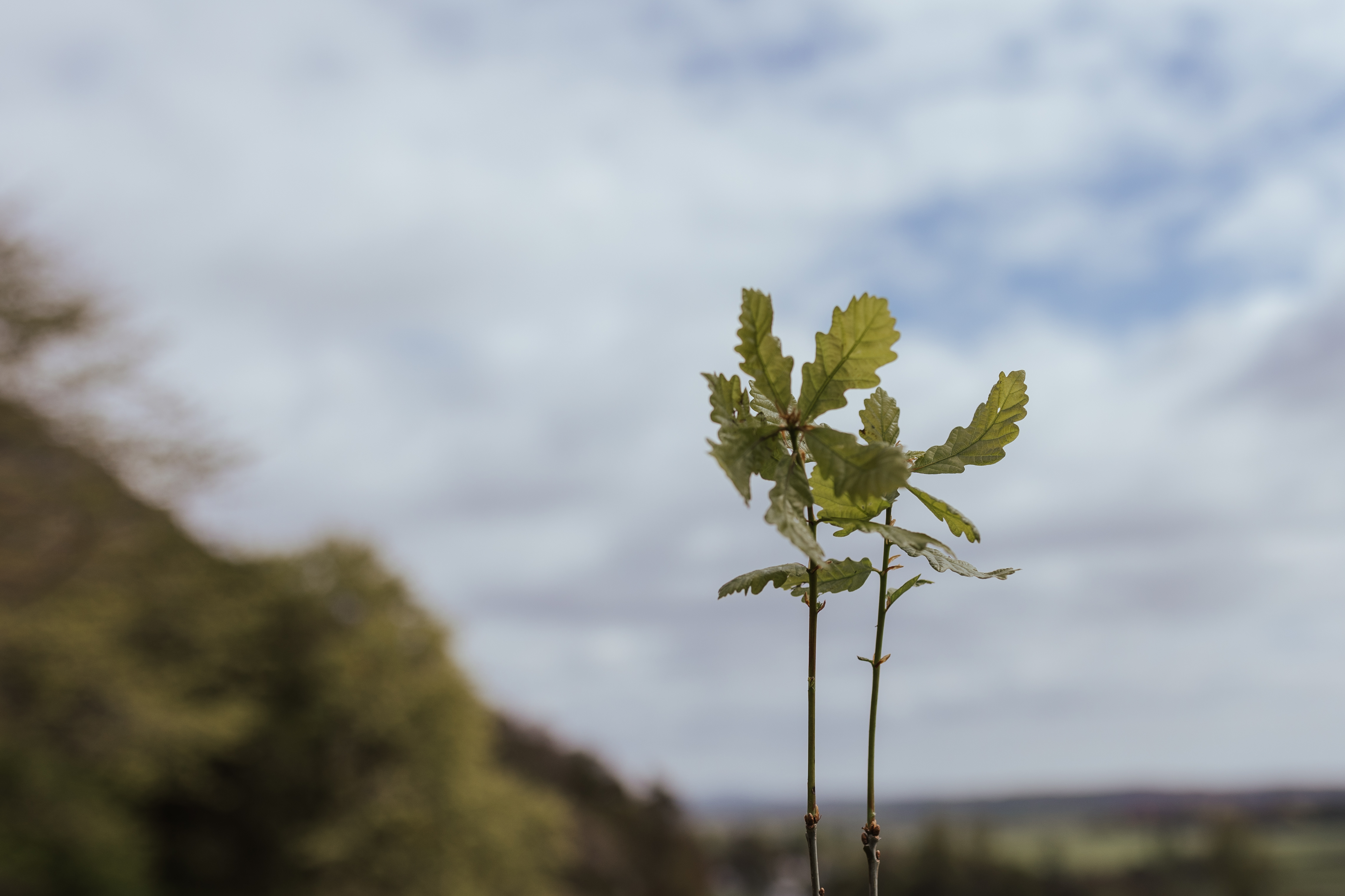 Small tree growing